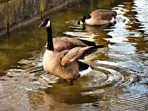 Revierpark Wischlingen