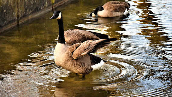 Revierpark Wischlingen