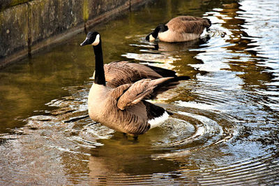 Revierpark Wischlingen