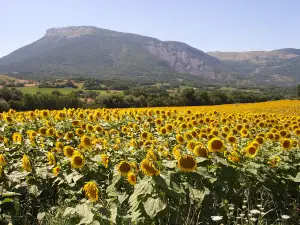 Camping le Chêne Tallard