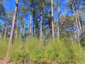 Molly's Rock Picnic Area