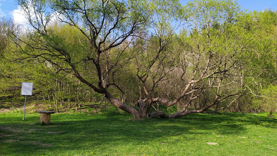 Koupaliště Dolní Žleb