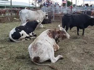Bates County Fair