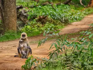 Nagarahole Tiger Reserve