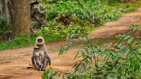 Riserva delle tigri di Nagarahole