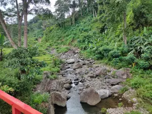Pine Forest Nongko IJO