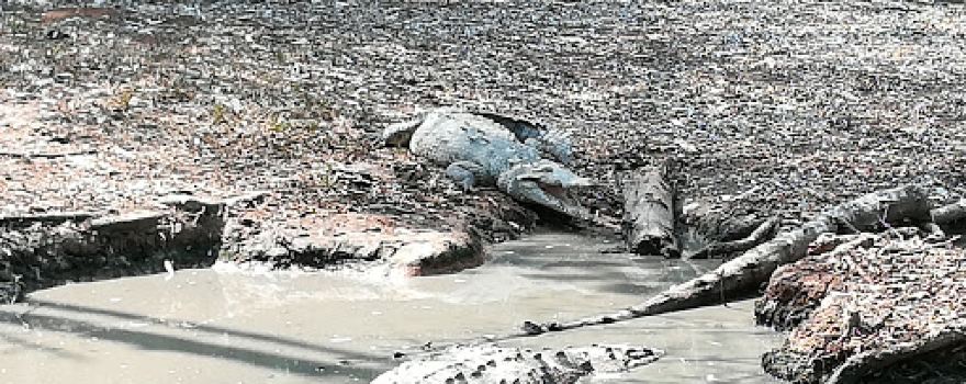 Centro Experimental Crocodylia