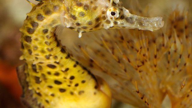 Acquario di Barcellona
