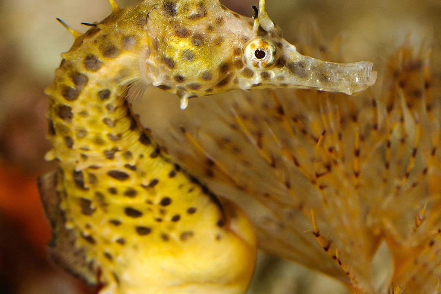 巴塞羅那水族館