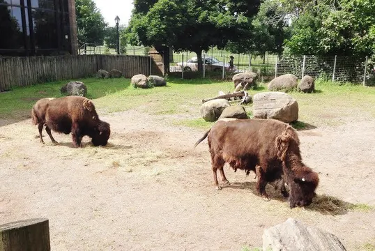 4_The Buffalo Zoo