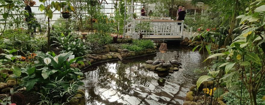 Garden of butterflies
