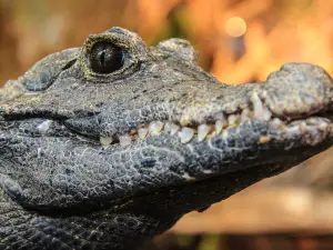 Reptile House Earth