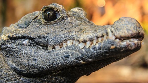Reptile House Earth