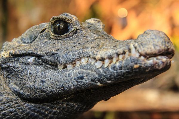 Reptile House Earth