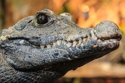 Reptile House Earth