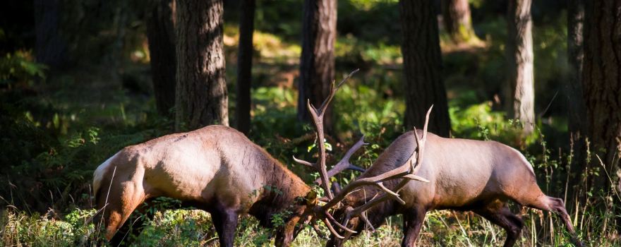 Northwest Trek Wildlife Park