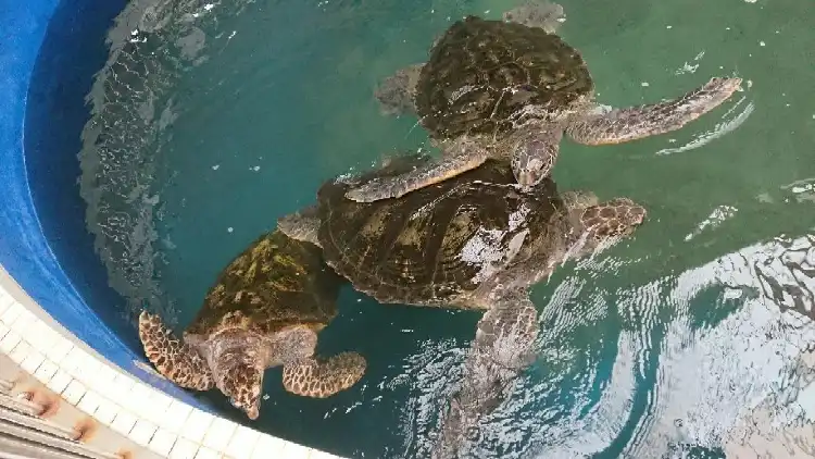 Hotel in zona JR Udono station