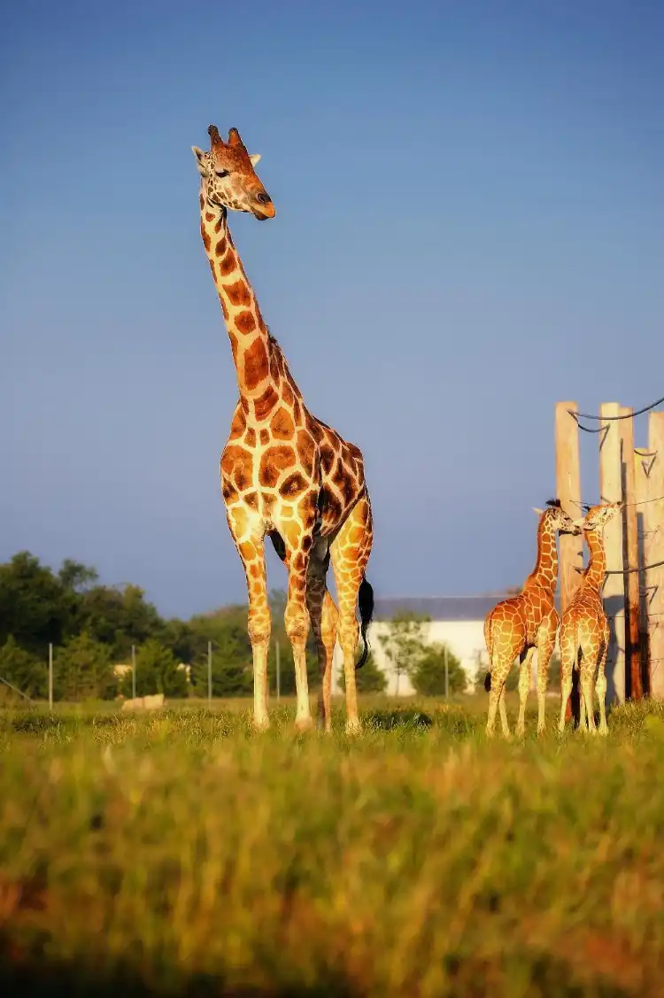 Hotels in Goddard