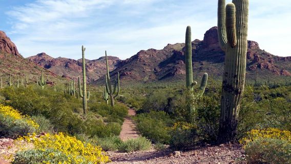 Organ Pipe Cactus National Monument