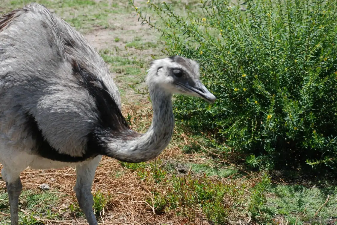 Hotels near La Estacion de Cria de Fauna