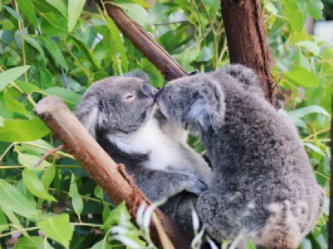 Rainforestation Nature Park
