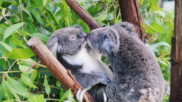 Заповедник Рейнфорестейшен