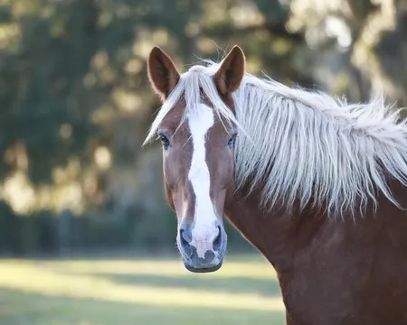 4_Old South Carriage Company