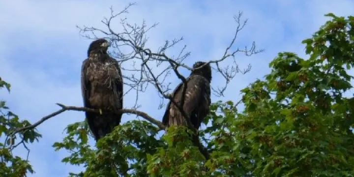 Decorah Fish Hatchery