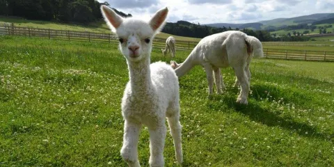 Velvet Hall Alpacas