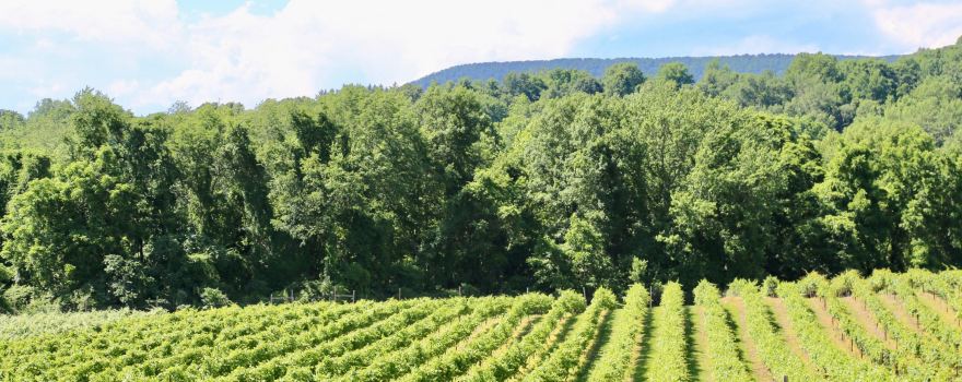Brook Hollow Winery