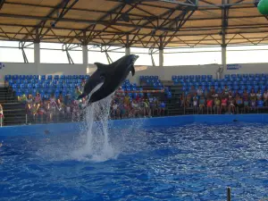 Dolphinarium "Nemo"