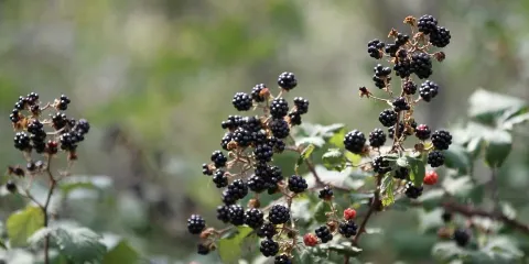 Biotopo Magredi di San Quirino