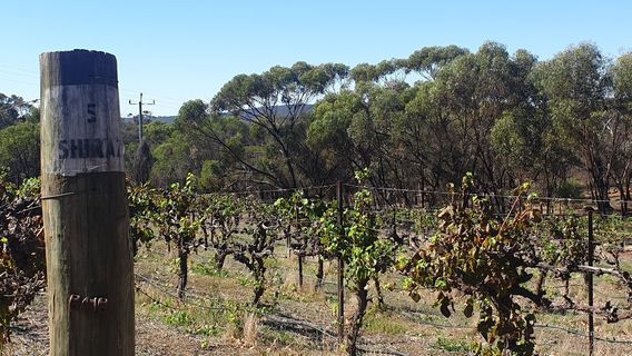 Avonbrook Wines