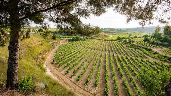 Bodegas Murua