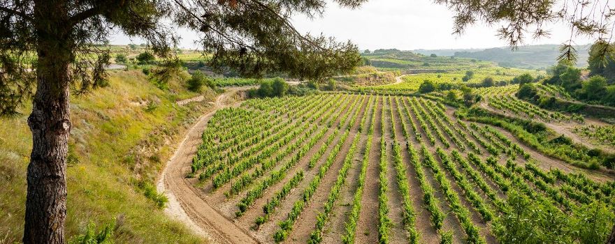 Bodegas Murua