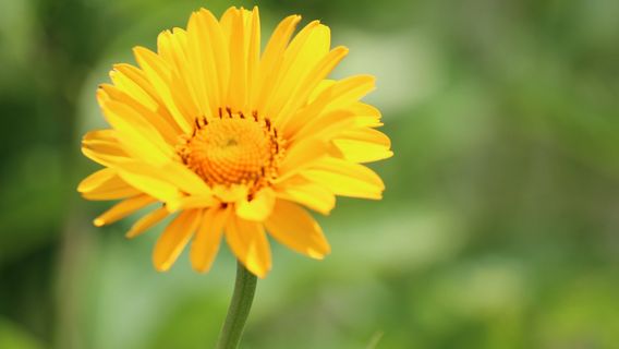 Chief Looking's Village