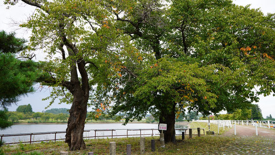 Obanazawa