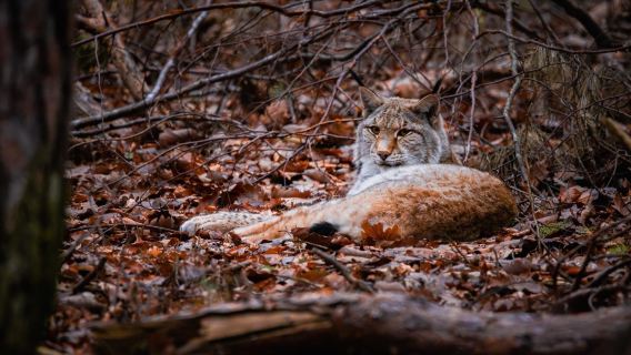 Wildpark Betzenberg