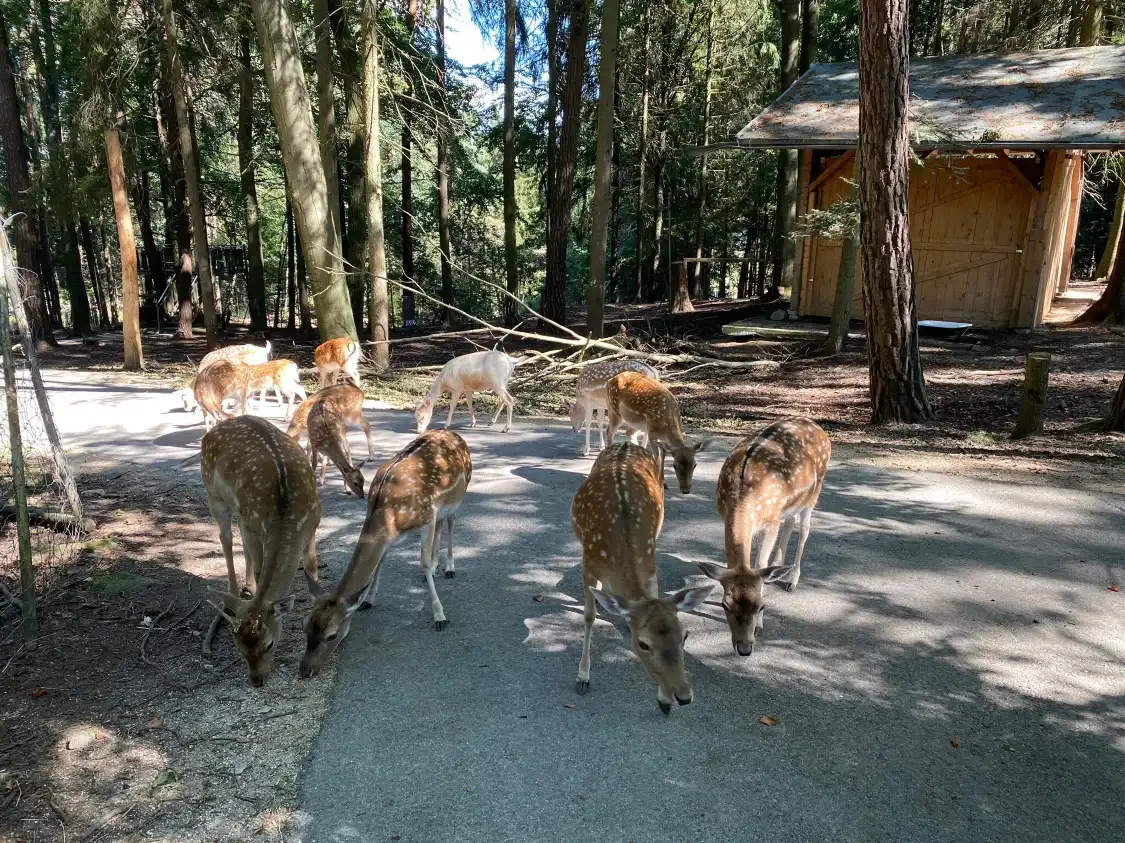 Hotels in der Nähe von Ausflugspark am Steinbruchsee
