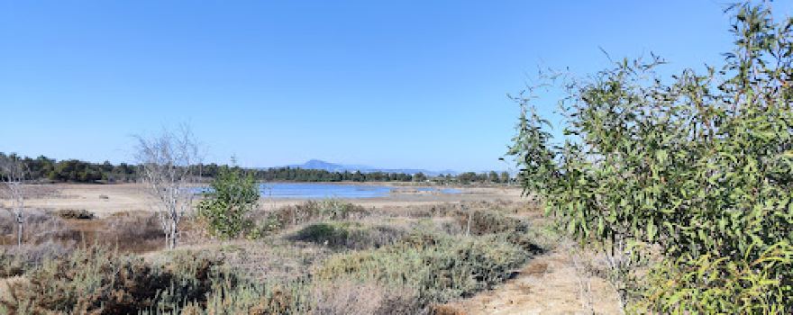 Flamingo observatory spot