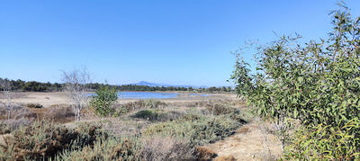 Flamingo observatory spot