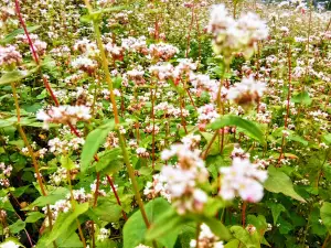 Thach Son Than Buckwheat Flowers Fields