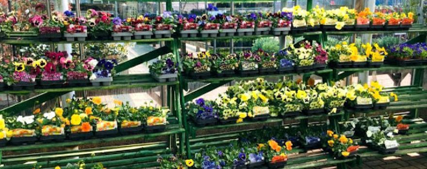Abbeycroft Nursery