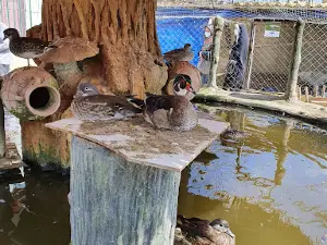 Birds Garden