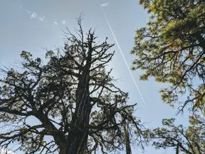 Yellow Pine Campground