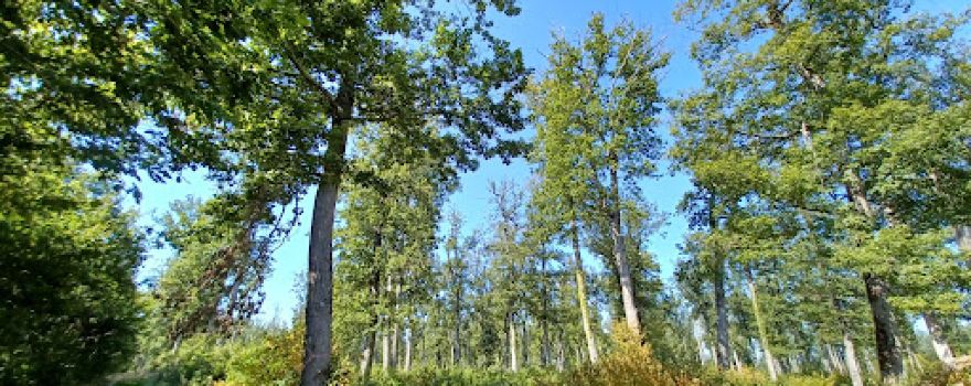 Foret de Marcenat