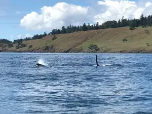 Maya's Legacy Whale Watching