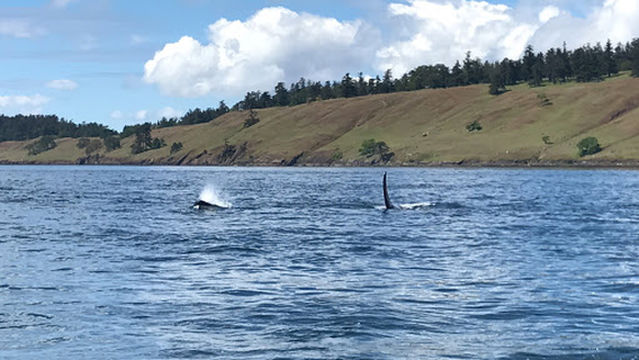 Maya's Legacy Whale Watching