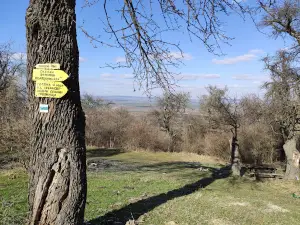 Kireka