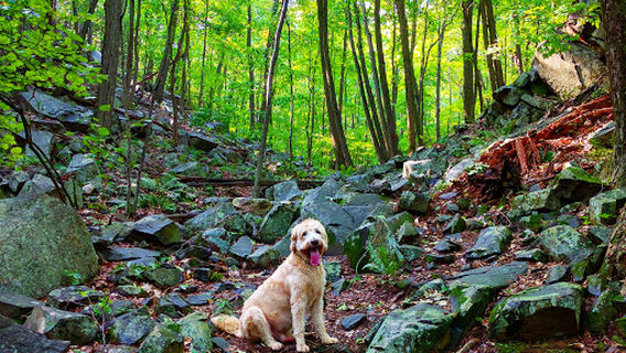 Sleeping Giant--East Parking